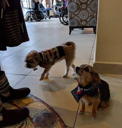 The house dog makes the rounds